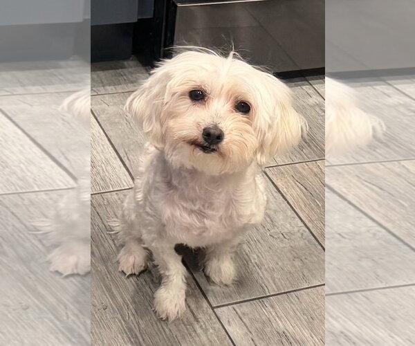 Medium Photo #7 Maltese Puppy For Sale in Bon Carbo, CO, USA