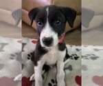 Small #7 Mutt