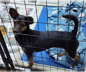 Chiweenie Dogs for adoption in Mukwonago, WI, USA