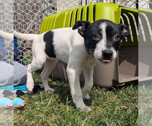 Mutt Dogs for adoption in Brooklyn Center, MN, USA