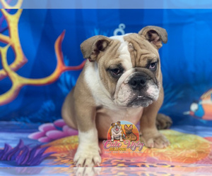 Bulldog Puppy for sale in POWHATAN, VA, USA