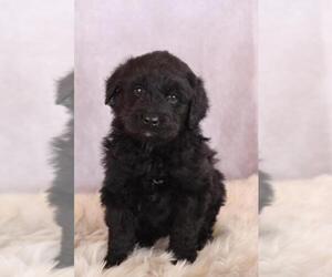 Goldendoodle Puppy for sale in ITASCA, TX, USA