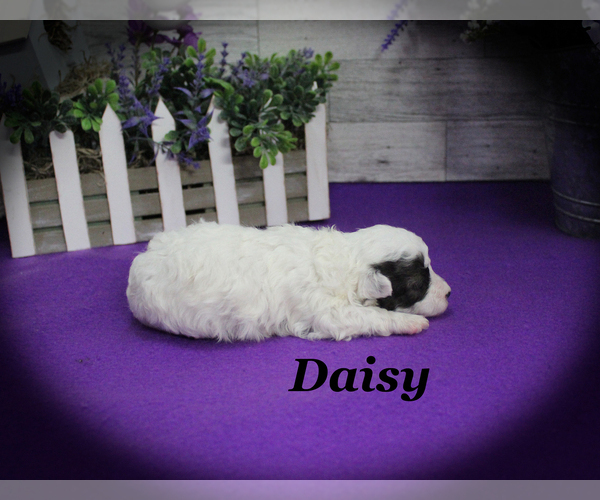 Medium Photo #9 Poodle (Toy) Puppy For Sale in CHANUTE, KS, USA