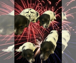 Dachshund Puppy for Sale in EAST DOVER, Vermont USA