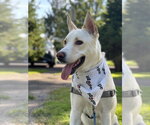 Small Photo #10 Gerberian Shepsky Puppy For Sale in Gloversville, NY, USA