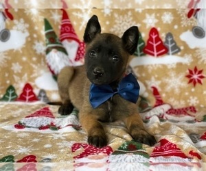 Belgian Malinois Puppy for sale in LANCASTER, PA, USA