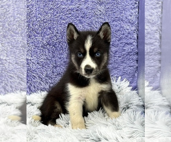 Medium Photo #1 Siberian Husky Puppy For Sale in SANDY HOOK, KY, USA
