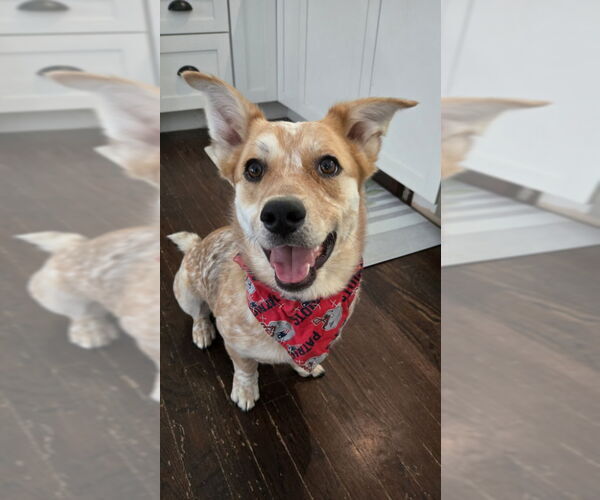 Medium Photo #2 Mutt Puppy For Sale in East Derry, NH, USA