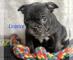 Puppy Licorice Faux Frenchbo Bulldog