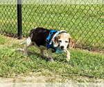 Small #10 Beagle