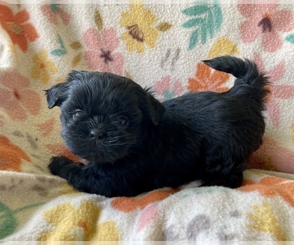 Medium Photo #5 Shih Tzu Puppy For Sale in DUFF, TN, USA
