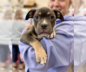 Mutt Dogs for adoption in Techny, IL, USA