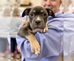 Small Mutt