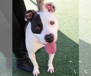 American Pit Bull Terrier-Bulldog Mix Dogs for adoption in Rockwall, TX, USA