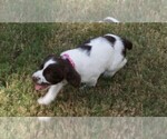 Small Photo #10 Brittany Puppy For Sale in HAMILTON, GA, USA