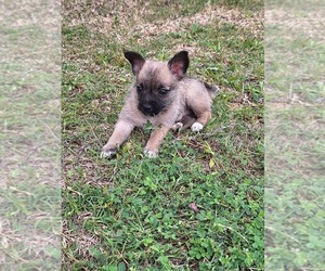 Chorkie Dog for Adoption in KILLEEN, Texas USA