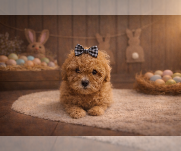 Medium Photo #1 Goldendoodle (Miniature) Puppy For Sale in RIPLEY, MS, USA