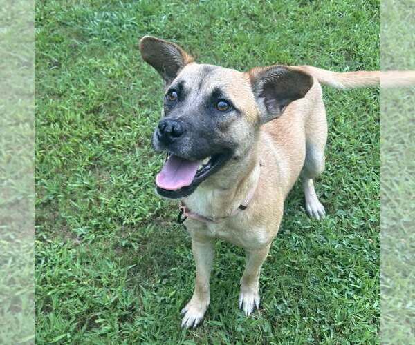 Medium Photo #2 Black Mouth Cur-Unknown Mix Puppy For Sale in Shermans Dale, PA, USA