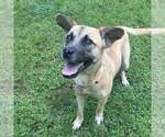 Small #1 Black Mouth Cur Mix