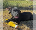 Grant - Male Bulldog-Labrador Retriever Mix Dog for Adoption - Small photo