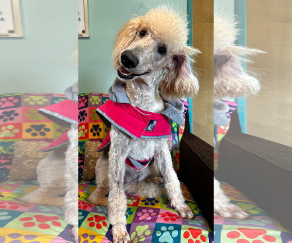 Medium Photo #3 Poodle (Standard) Puppy For Sale in Pacolet, SC, USA