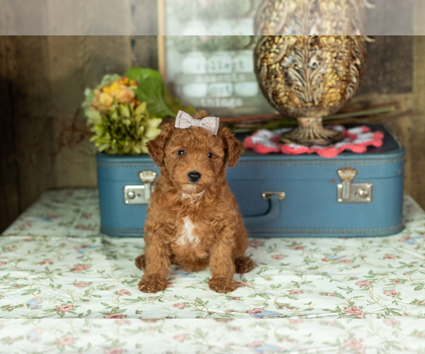 Medium Photo #25 Miniature Labradoodle Puppy For Sale in NAPPANEE, IN, USA
