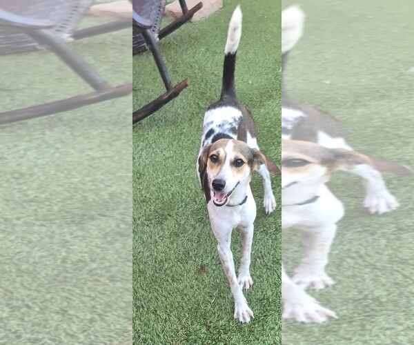 Medium Photo #2 Beagle-Unknown Mix Puppy For Sale in Carrollton, TX, USA