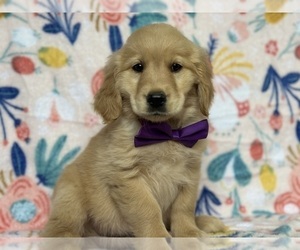Golden Retriever Puppy for sale in LANCASTER, PA, USA