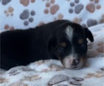 Small #2 Miniature Australian Shepherd