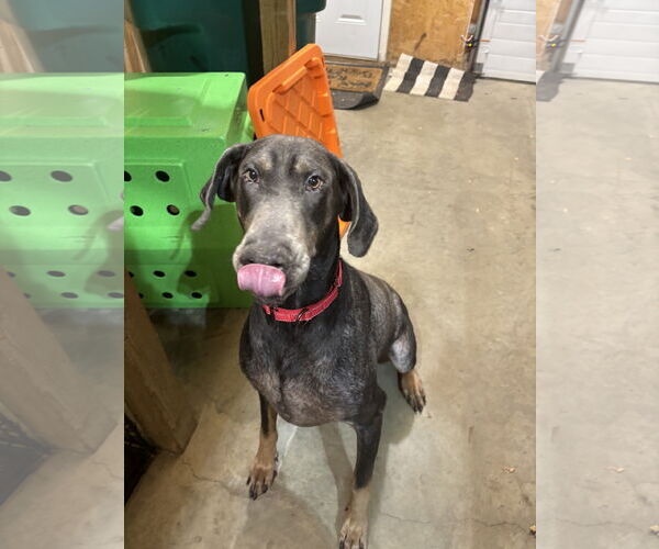 Medium Photo #13 Doberman Pinscher Puppy For Sale in Minneaoplis, MN, USA