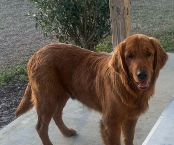 Medium Photo #1 Golden Retriever Puppy For Sale in EAST DUBLIN, GA, USA