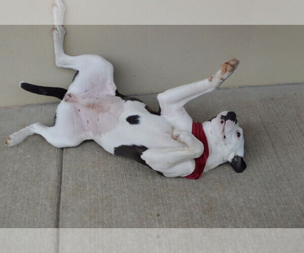 Medium Photo #3 Mutt Puppy For Sale in McKinney, TX, USA