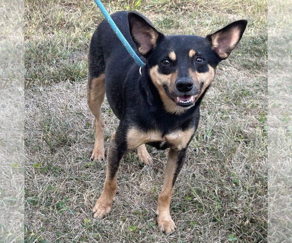 Medium Photo #3 Miniature Pinscher-Unknown Mix Puppy For Sale in Batavia, OH, USA