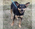 Small #2 Miniature Pinscher Mix