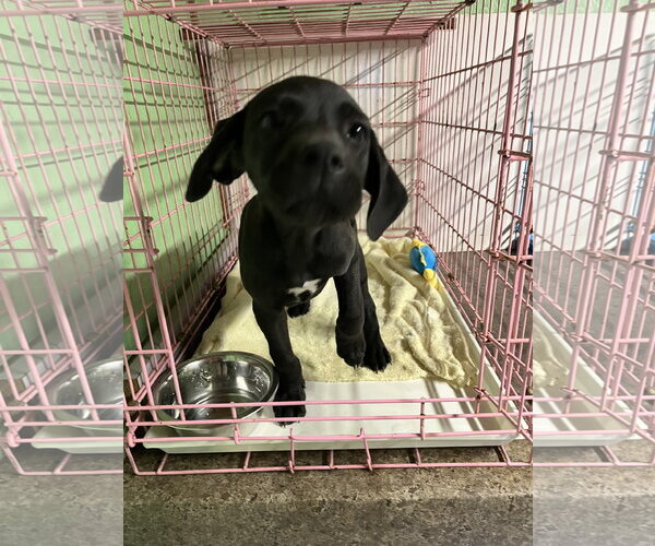 Medium Photo #1 Labrador Retriever-Unknown Mix Puppy For Sale in Jackson Township, NJ, USA