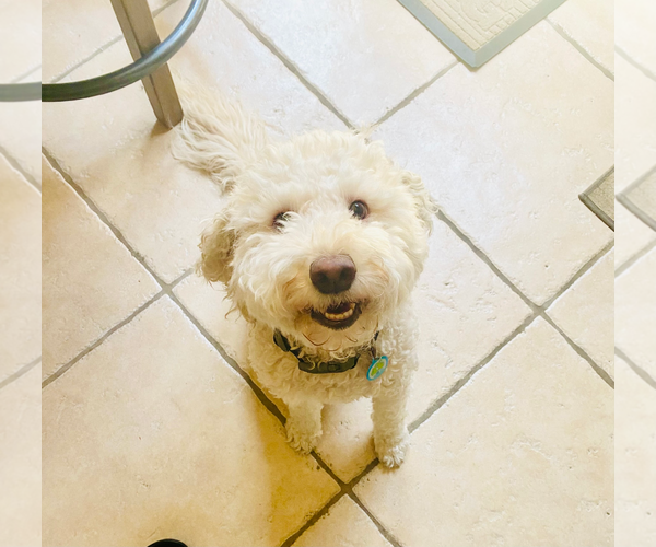 Medium Photo #1 Goldendoodle (Miniature) Puppy For Sale in Miami, FL, USA