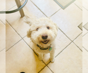 Goldendoodle (Miniature) Dogs for adoption in Miami, FL, USA