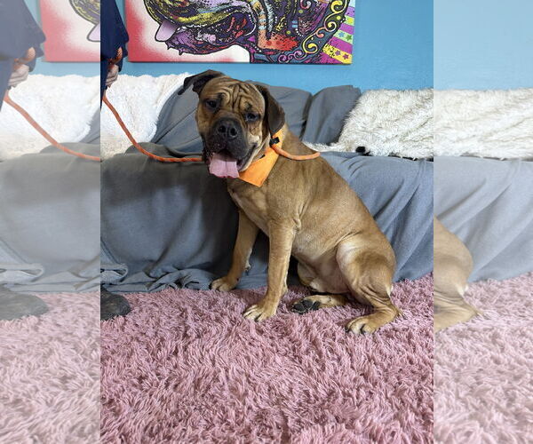 Medium Photo #6 Bullmastiff Puppy For Sale in Goodyear, AZ, USA