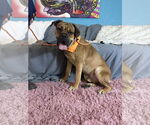 Small #5 Bullmastiff