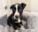 Small #1 Border Collie Mix