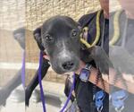 Small #1 Labrador Retriever Mix