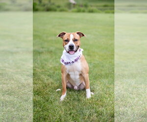 Mutt Dogs for adoption in Crete, IL, USA