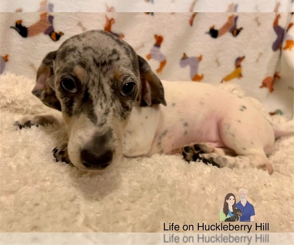 Medium Photo #90 Dachshund Puppy For Sale in LAKEBAY, WA, USA