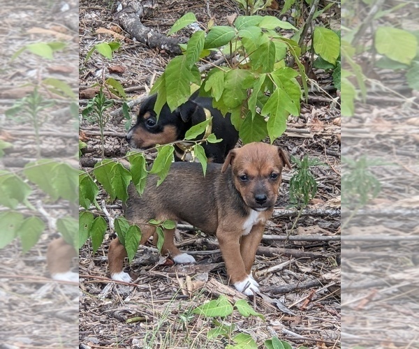 Medium Photo #1 Rat Terrier Puppy For Sale in DORA, MO, USA