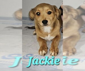 Chihuahua-Unknown Mix Dogs for adoption in Rockaway, NJ, USA