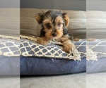 Small Photo #4 Yorkshire Terrier Puppy For Sale in NASHVILLE, IN, USA