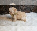 Small Photo #5 Morkie Puppy For Sale in WEST PALM BEACH, FL, USA