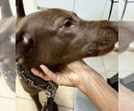 Small #7 Labrador Retriever