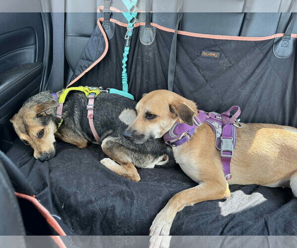 Medium Photo #2 Mutt Puppy For Sale in Shelburne, VT, USA