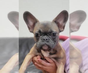 French Bulldog Puppy for sale in SARASOTA, FL, USA